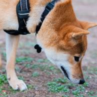 alexandra osterkorn | isnhund.de | mantrailing