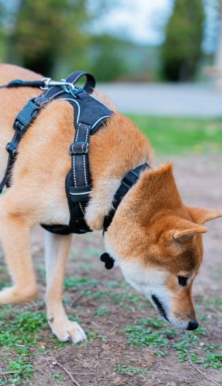 alexandra osterkorn | isnhund.de | hundetraining