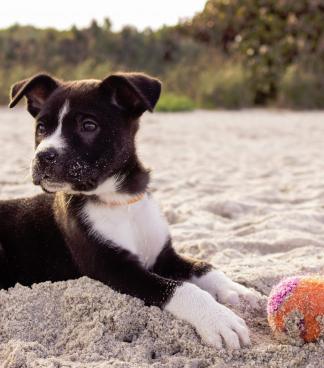 alexandra osterkorn | isnhund.de | hundetraining