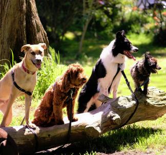 alexandra osterkorn | isnhund.de | hundetraining