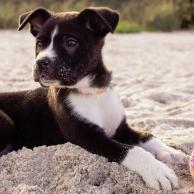 alexandra osterkorn | isnhund.de | welpentraining