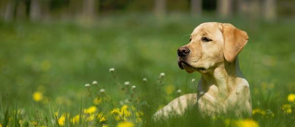 Is'n Hund - Dein Hund, Hundetraining und Verhaltensberatung mit Alexandra Osterkorn