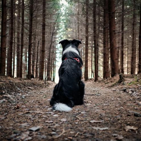 Kontakt isn hund alexandra osterkorn